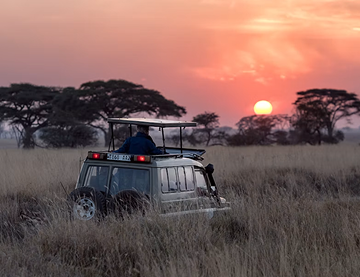 Draft Safari Preview