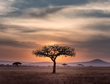 Track iconic wildlife with expert guides.